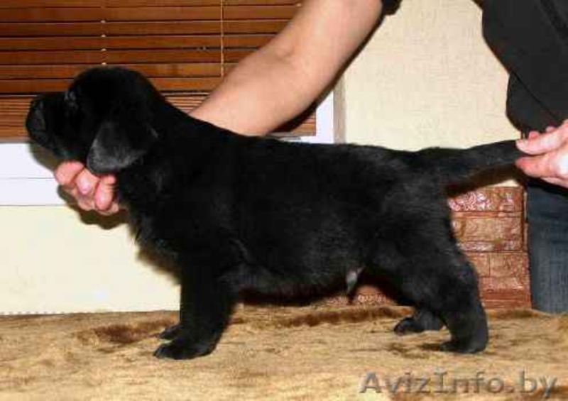 Лабрадора ретривера щенки от импортированных производителей. - Изображение #1, Объявление #27743