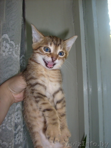 Бенгальский котёнок(помесь) - Изображение #1, Объявление #36690