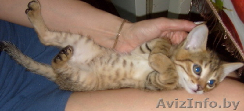 Бенгальский котёнок(помесь) - Изображение #2, Объявление #36690