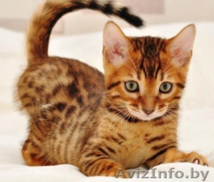 Бенгальские котята  «Bengal Diamond» - Изображение #1, Объявление #47066