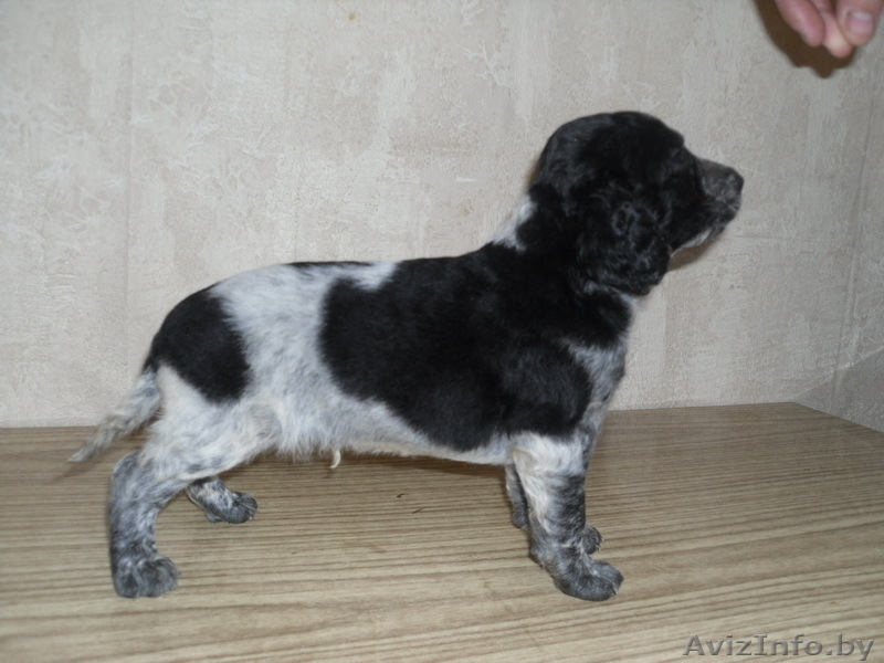 Щенки русского охотничьего спаниеля - Изображение #2, Объявление #39200