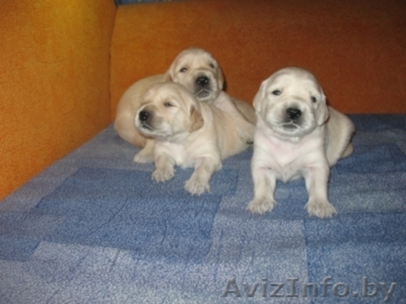 золотистый ретривер - Изображение #2, Объявление #41717