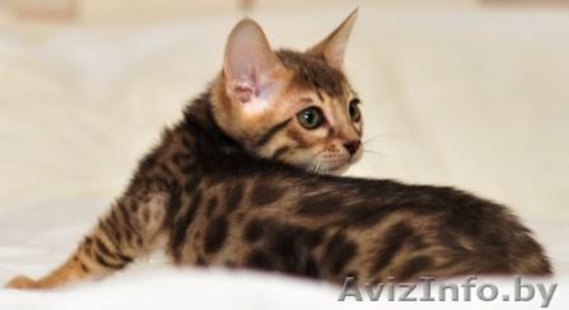 Бенгальские котята  «Bengal Diamond» - Изображение #2, Объявление #47066
