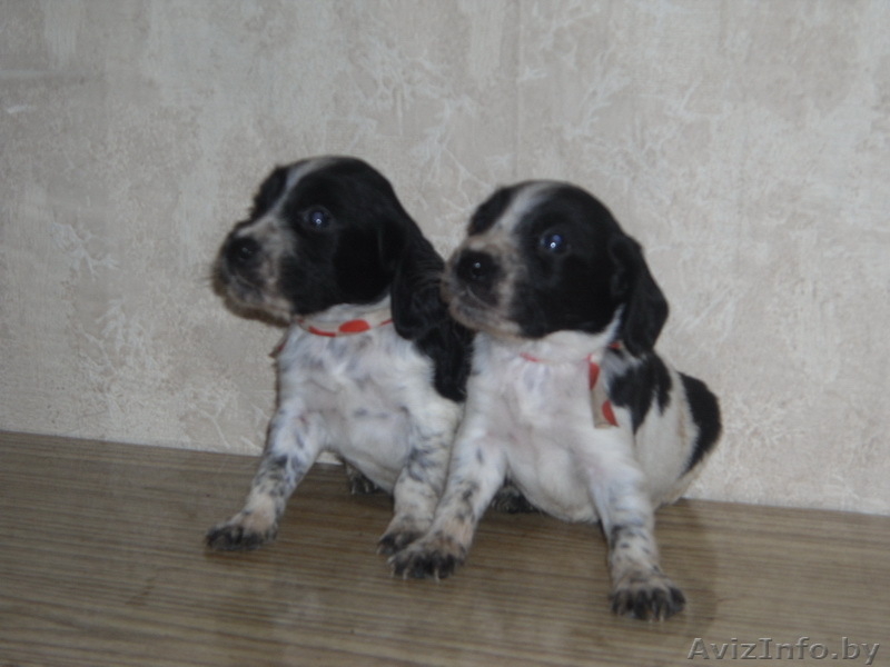 Щенки русского охотничьего спаниеля - Изображение #1, Объявление #39200