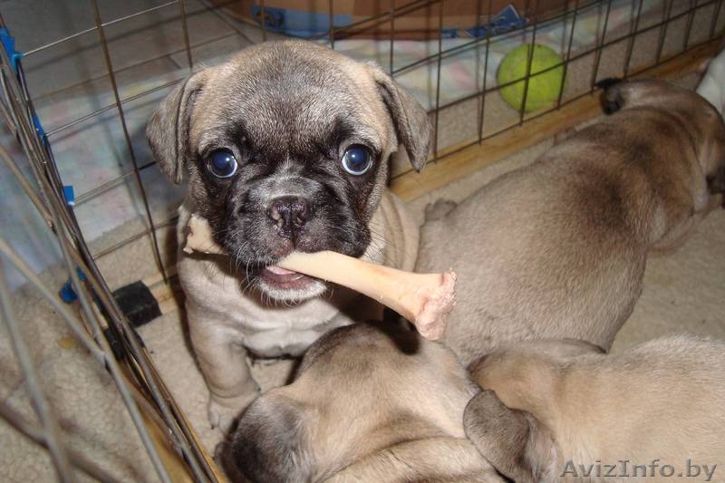 ПРОДАМ ЩЕНКОВ ФРАНЦУЗСКОГО БУЛЬДОГА - Изображение #3, Объявление #39518