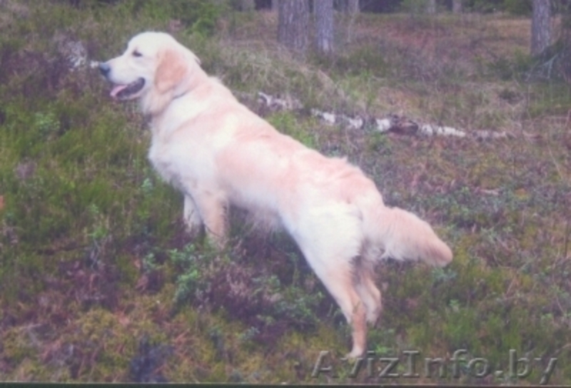 золотистый ретривер - Изображение #3, Объявление #41717