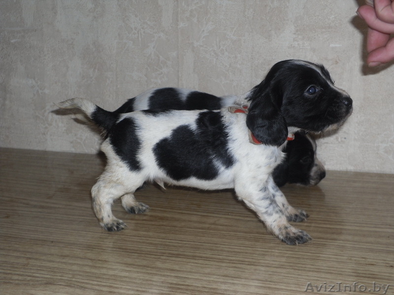 Щенки русского охотничьего спаниеля - Изображение #3, Объявление #39200