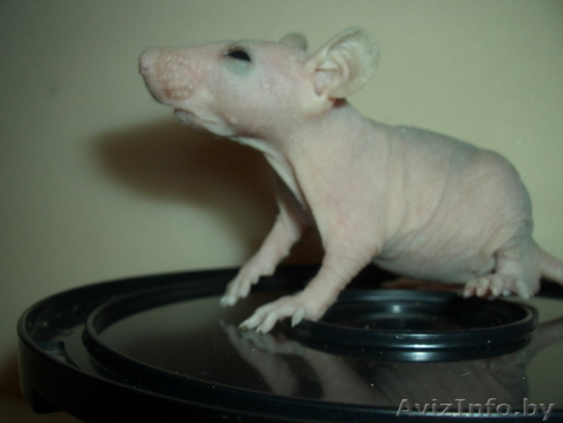 Крысы (голые) сфинксы. - Изображение #3, Объявление #38157