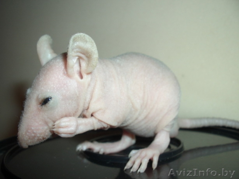 Крысы (голые) сфинксы. - Изображение #2, Объявление #38157