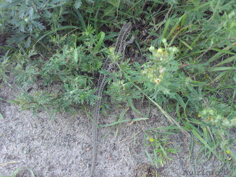 продажа участка в СОСНОВОМ бору - Изображение #2, Объявление #40677