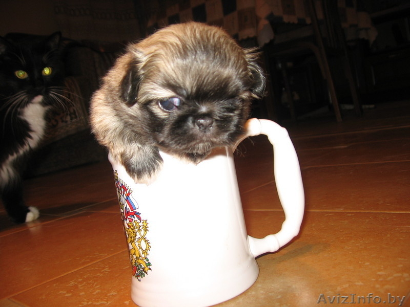 Продам щенка пекинеса - Изображение #1, Объявление #41138