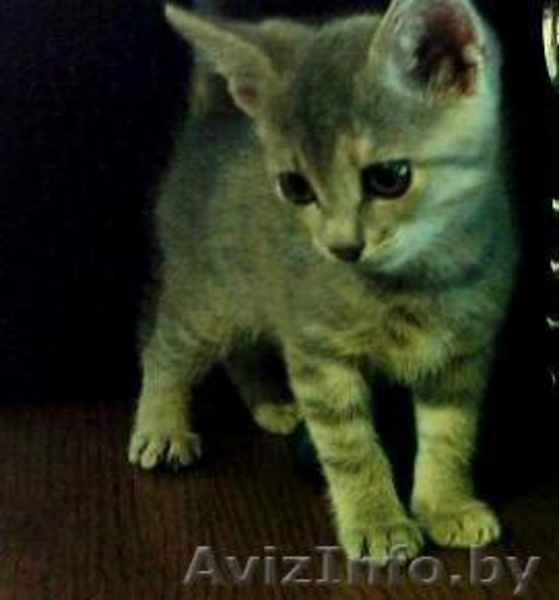 Подарю котенка (девочка) 1,5 месяца - Изображение #2, Объявление #44346