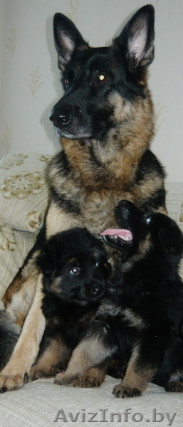 Продаю щенков немецкой овчарки!  - Изображение #2, Объявление #46607