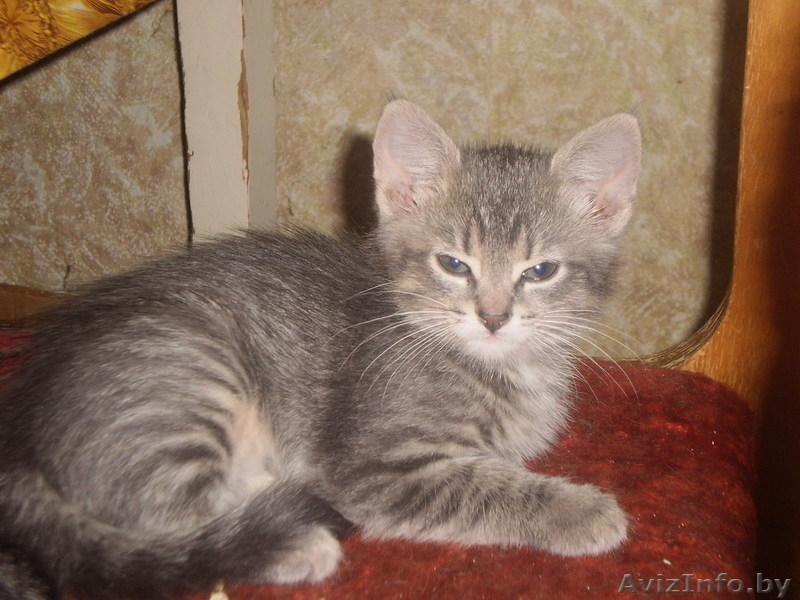 Котята в хорошие руки - Изображение #2, Объявление #37903