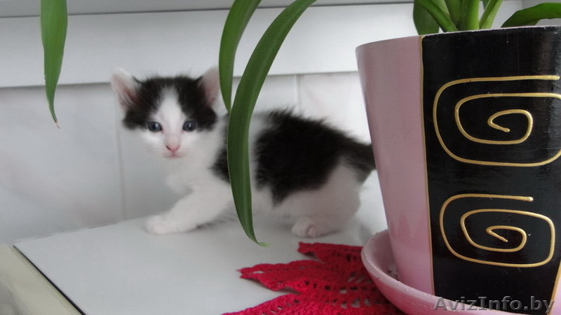 Милые пушистые комочки- котенки в дар! - Изображение #3, Объявление #43553