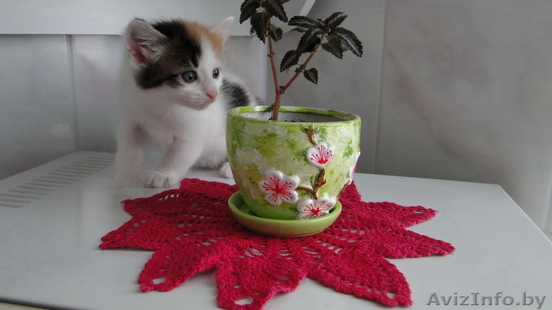 Милые пушистые комочки- котенки в дар! - Изображение #2, Объявление #43553