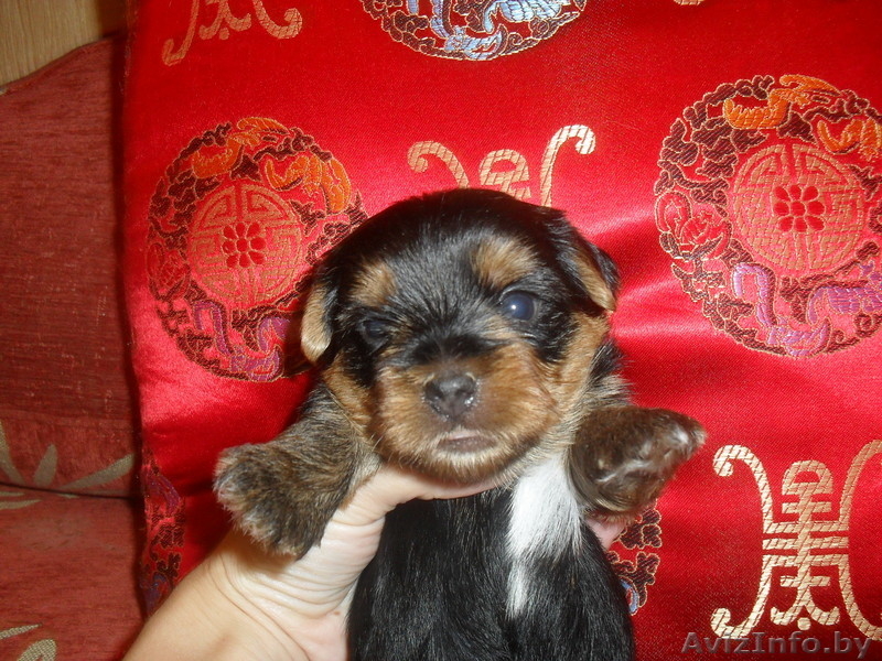 Йоркшский Терьер в Минске - Изображение #1, Объявление #46533