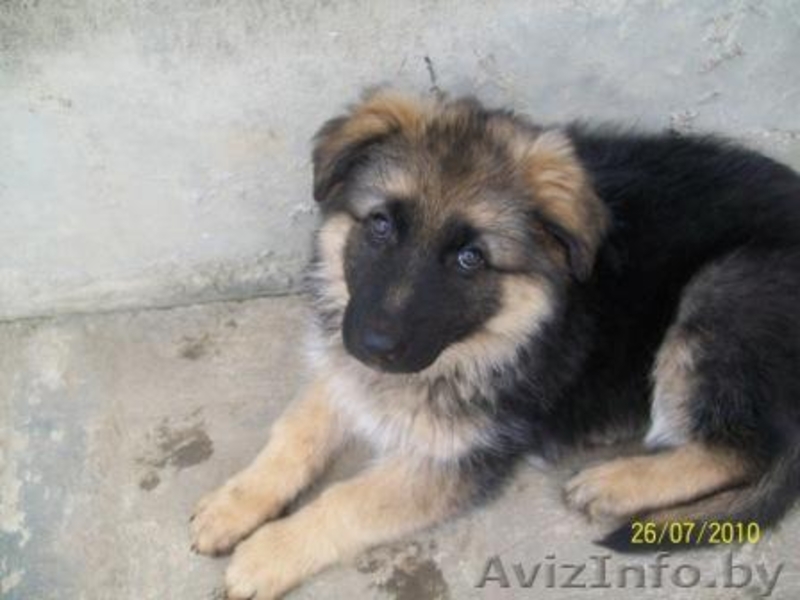Немецкой овчарки щенки (девочки) - Изображение #2, Объявление #59638