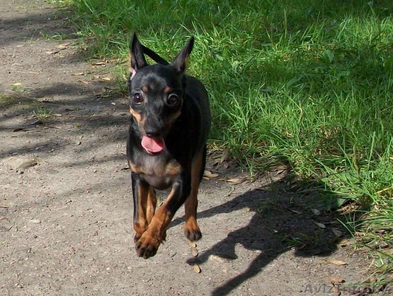 той-терьер, девочка - Изображение #2, Объявление #56535