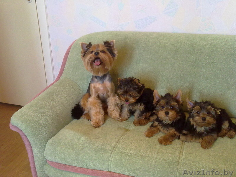Щенки Йоркширского терьера, девочки - Изображение #2, Объявление #51721