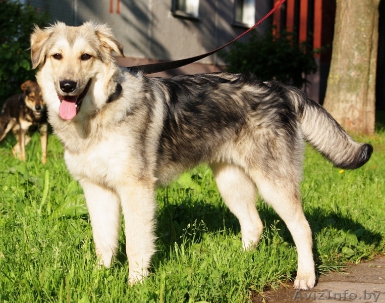 Молодая собака (7-8 мес) в дар - Изображение #2, Объявление #40527