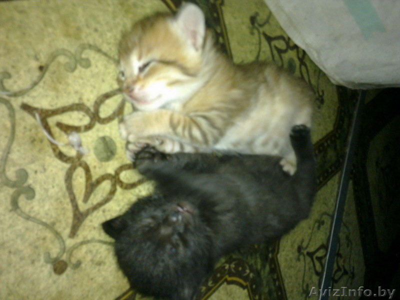 Котята пушистые  в дар - Изображение #2, Объявление #58552