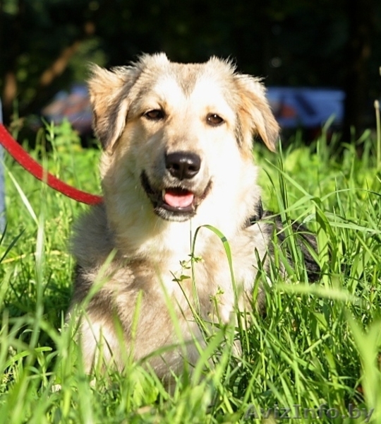 Молодая собака (7-8 мес) в дар - Изображение #1, Объявление #40527