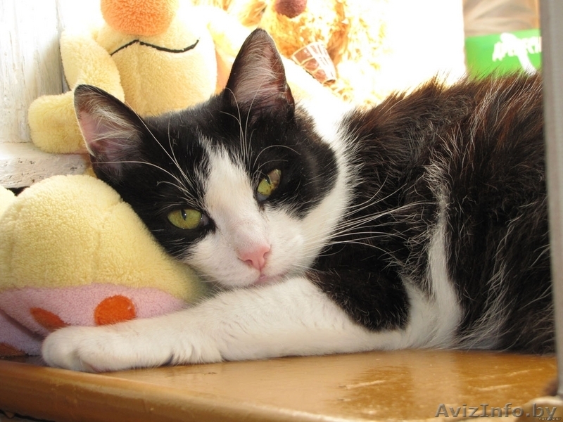 Классическая красавица - умница-скромница Мона ищет добрую семью - в дар - Изображение #1, Объявление #56980