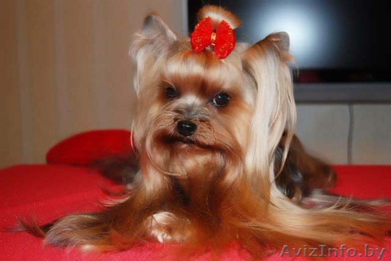 щенкf йоркширского терьера - Изображение #1, Объявление #37263