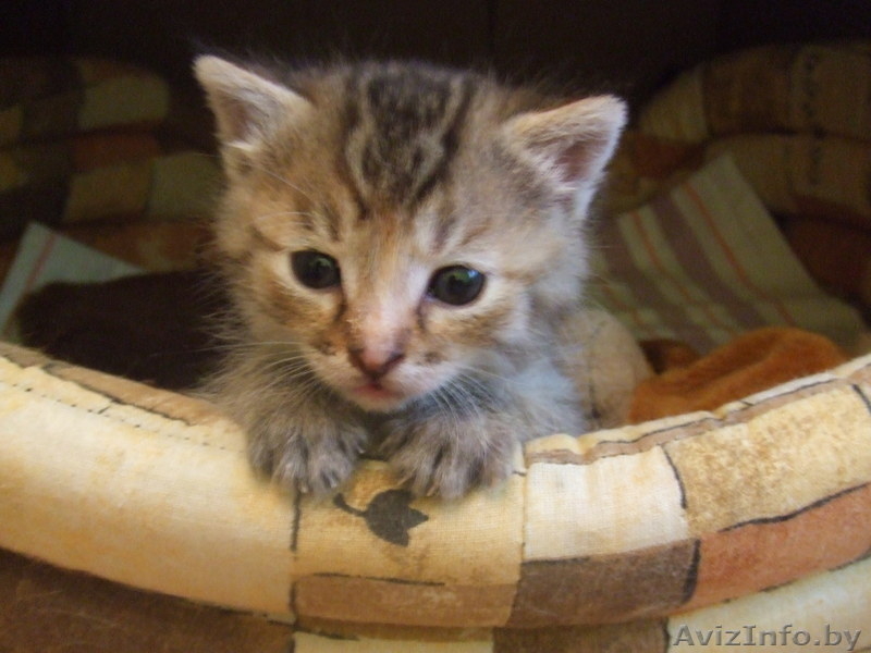 Котенок ищет себе новый дом - Изображение #1, Объявление #50613