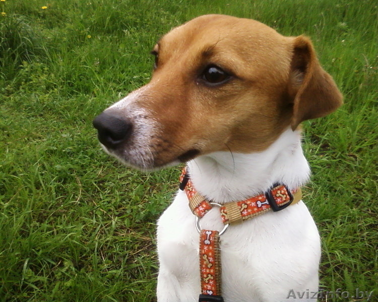 Ищу девочку джек рассела для вязки - Изображение #2, Объявление #48171