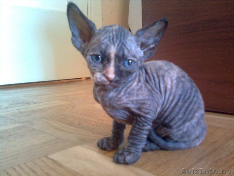 КАНАДСКИЙ СФИНКС котята - Изображение #1, Объявление #57921