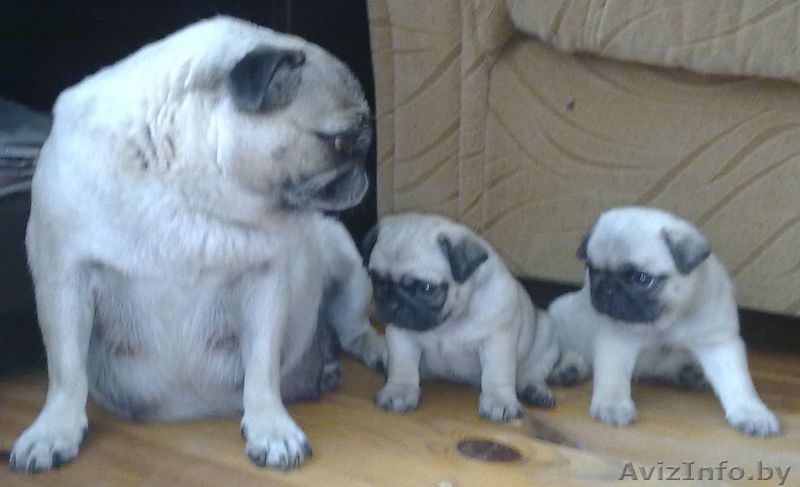 продам щенков мопса - Изображение #2, Объявление #59953