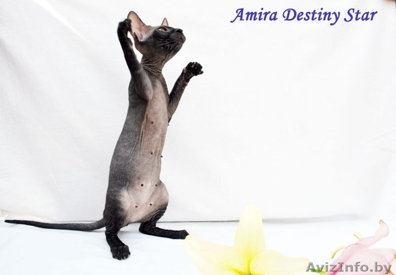  Донские сфинксы киевского питомника - Изображение #3, Объявление #59676