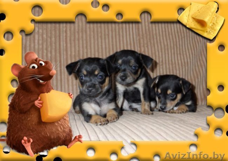 милые крошки тойчики - Изображение #1, Объявление #53371