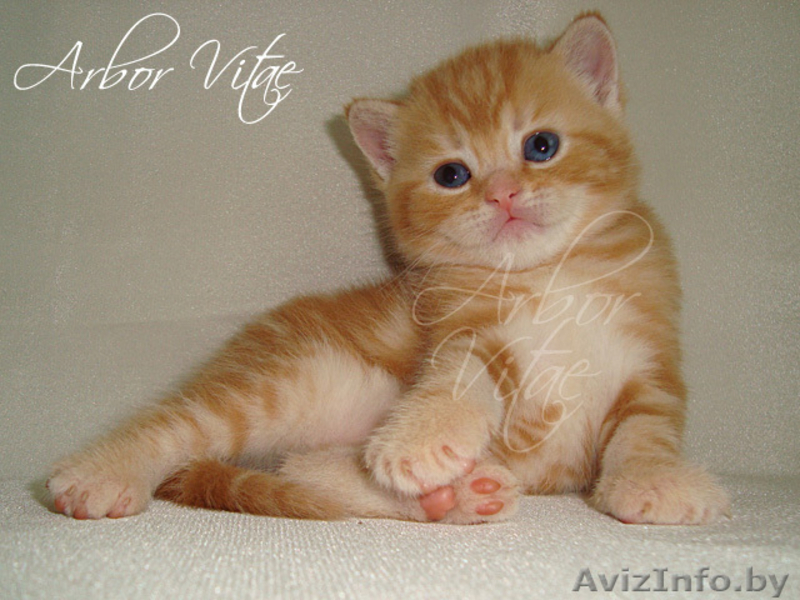 Британские медвежата - Изображение #2, Объявление #55658