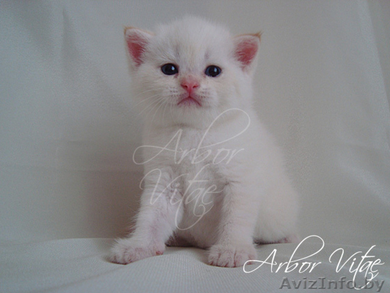 Британские медвежата - Изображение #3, Объявление #55658