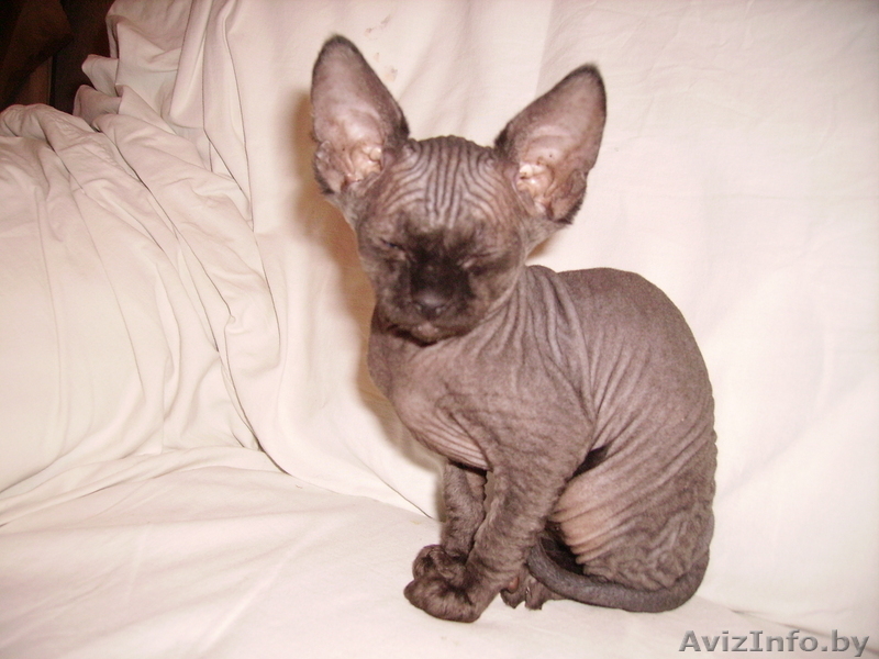 КАНАДСКИЙ СФИНКС котята - Изображение #3, Объявление #57921