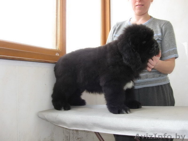 Ньюфаундленда щенки - Изображение #3, Объявление #17817