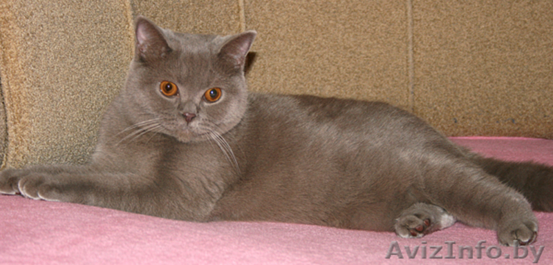 Британские котята с родословной - Изображение #5, Объявление #56346