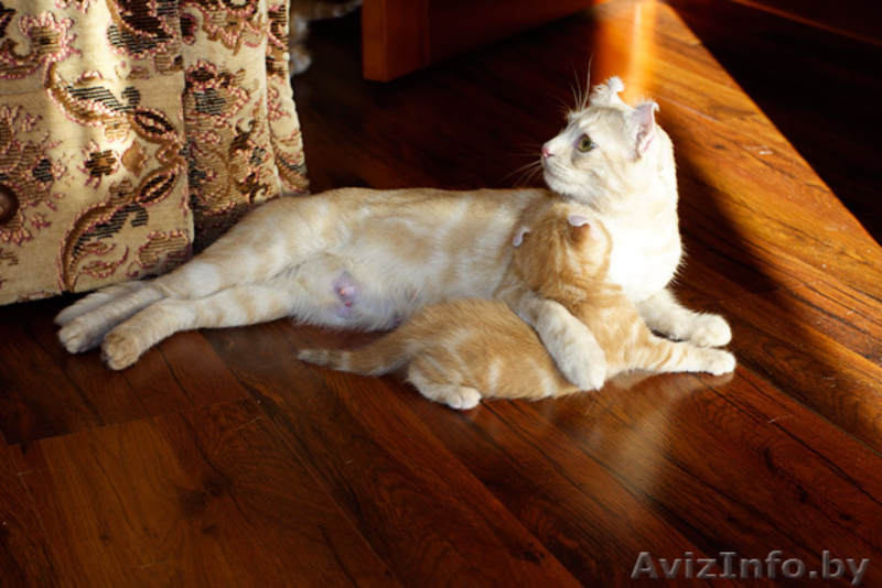 котята на продажу - Изображение #5, Объявление #49010