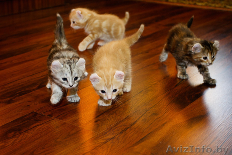 котята на продажу - Изображение #1, Объявление #49010