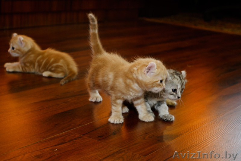 котята на продажу - Изображение #2, Объявление #49010