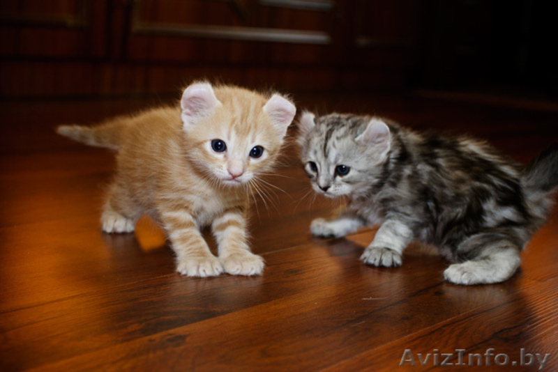 котята на продажу - Изображение #3, Объявление #49010