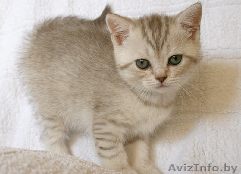 Британские котята с родословной - Изображение #1, Объявление #56346