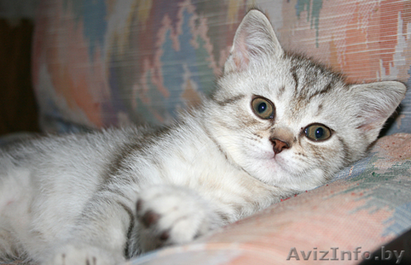 Британские котята с родословной - Изображение #2, Объявление #56346