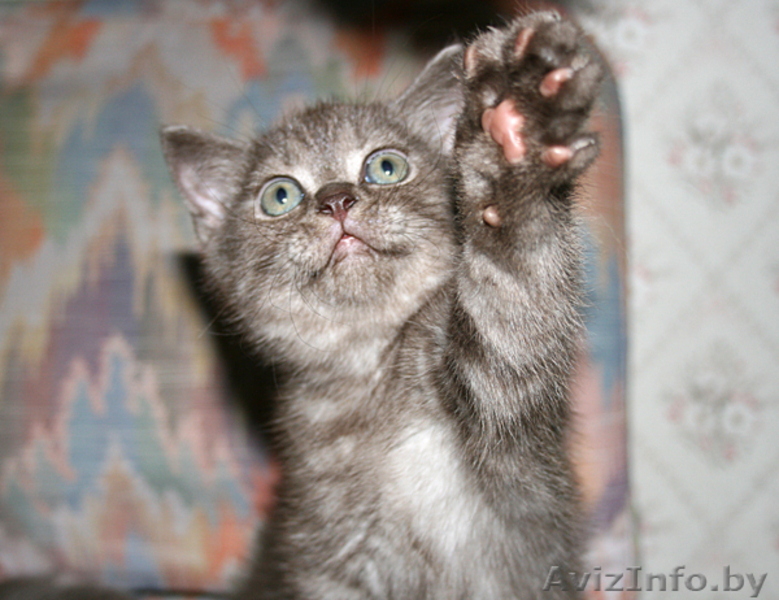 Британские котята с родословной - Изображение #4, Объявление #56346