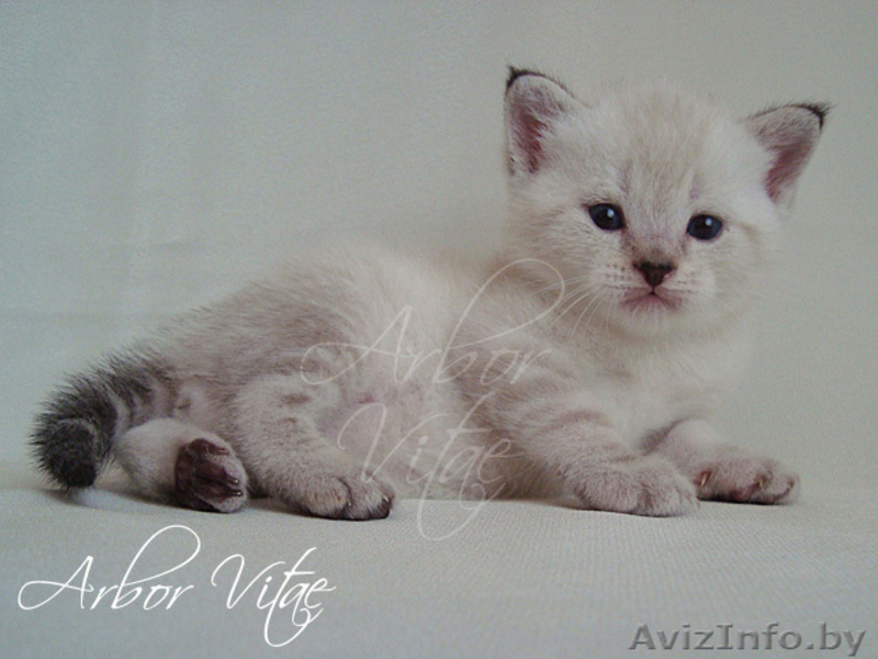 Британские медвежата - Изображение #1, Объявление #55658