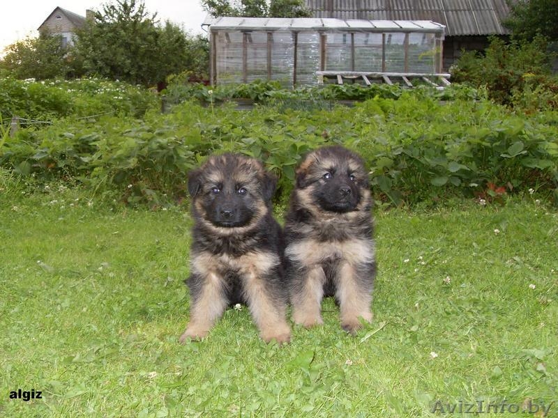 Щенки немецкой овчарки с отличной родословной - Изображение #4, Объявление #44646