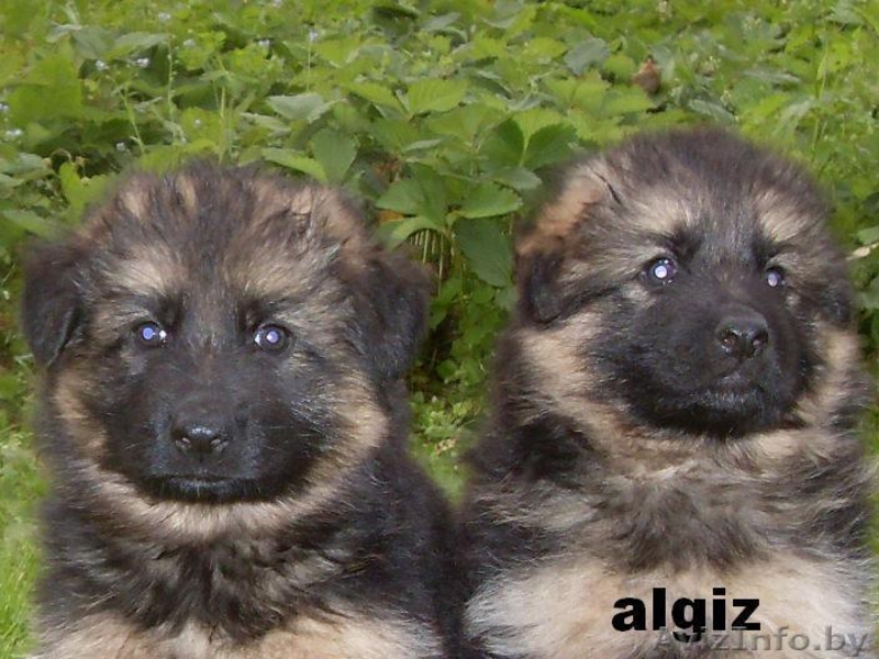 Щенки немецкой овчарки с отличной родословной - Изображение #3, Объявление #44646